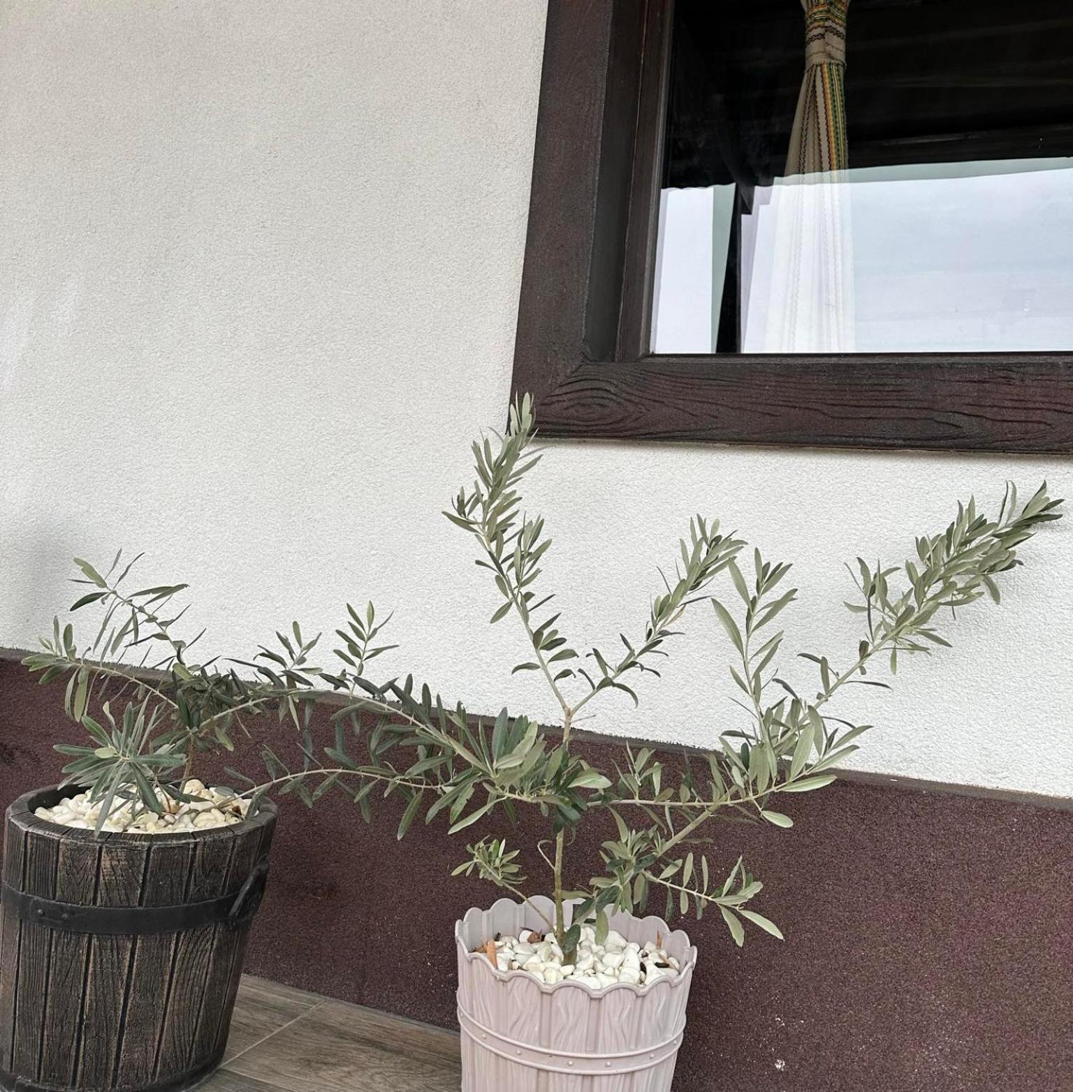 Бялата Къща Hotel Chakalarovo Ngoại thất bức ảnh